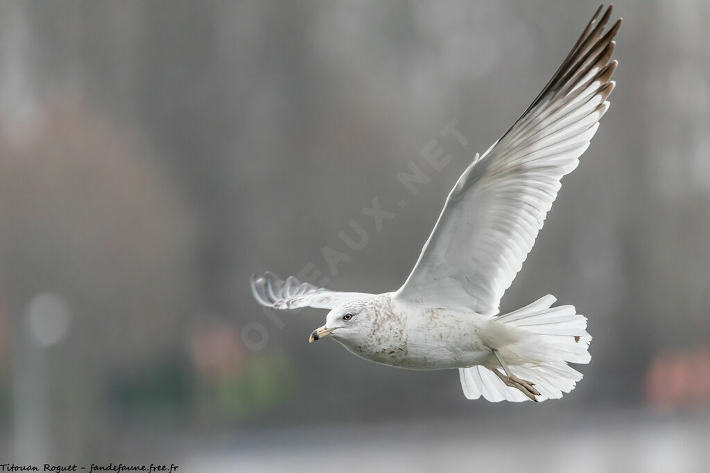 Ring-billed GullThird  year