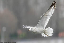 Ring-billed Gull