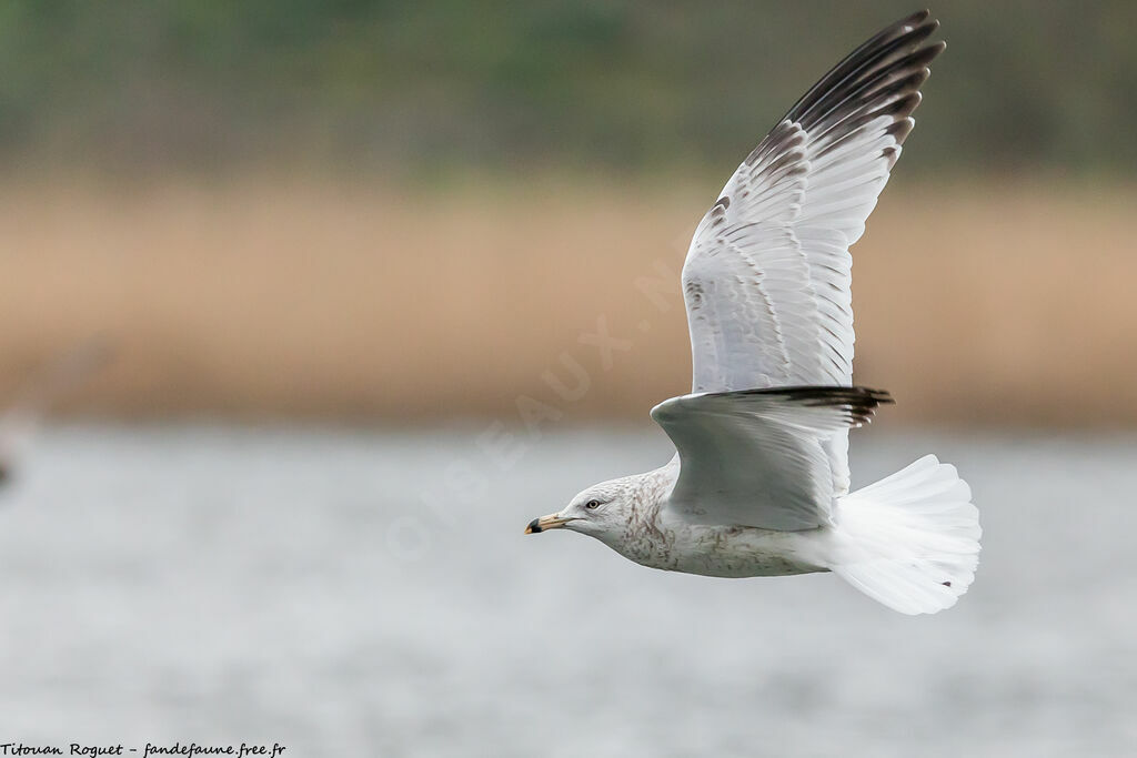 Ring-billed GullThird  year