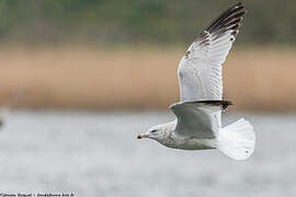 Ring-billed Gull