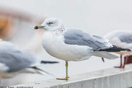 Ring-billed Gull