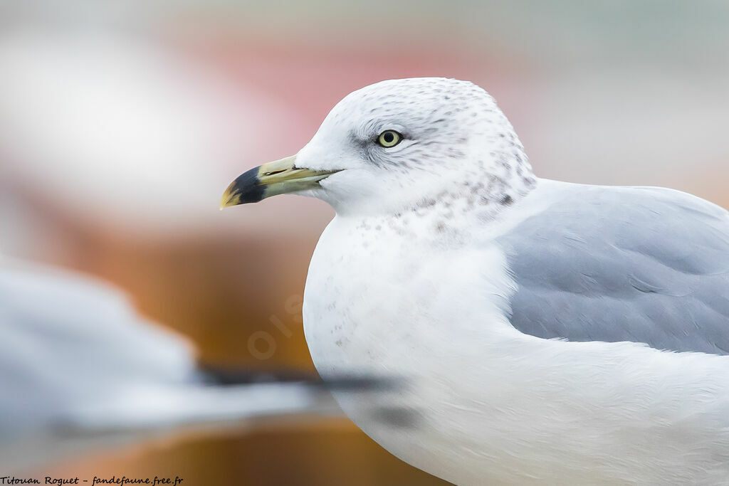 Ring-billed Gull