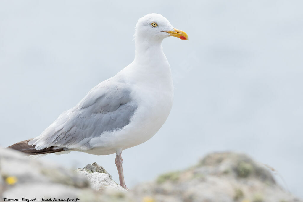 European Herring Gull