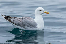 European Herring Gull