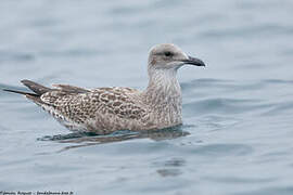 European Herring Gull