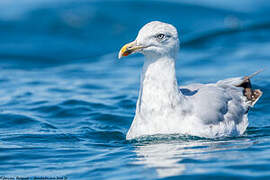 European Herring Gull