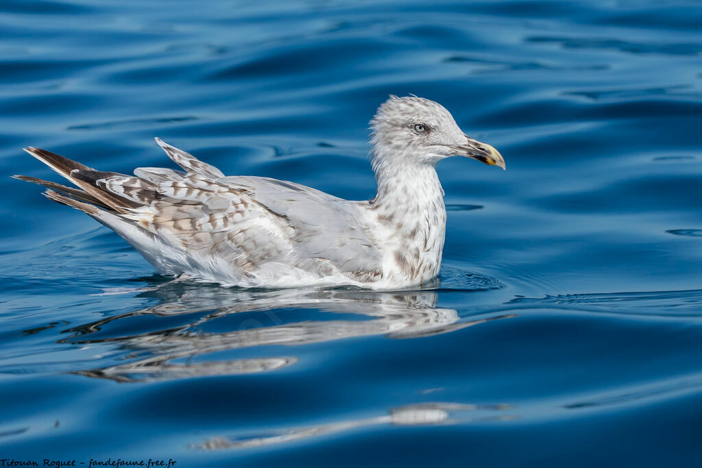 European Herring Gull