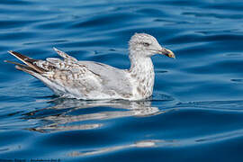 European Herring Gull