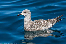 European Herring Gull