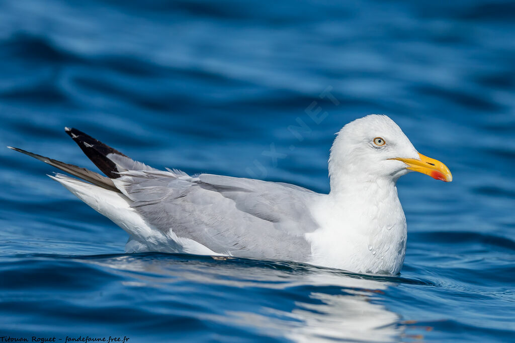 European Herring Gull