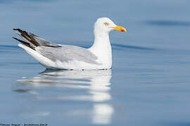 European Herring Gull