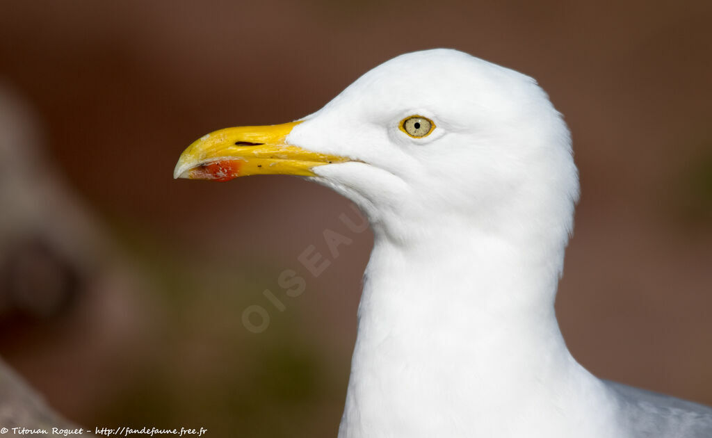 European Herring Gulladult breeding, identification, close-up portrait