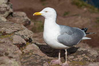 Goéland argenté