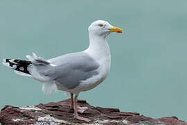 European Herring Gull