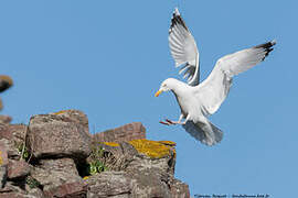 European Herring Gull