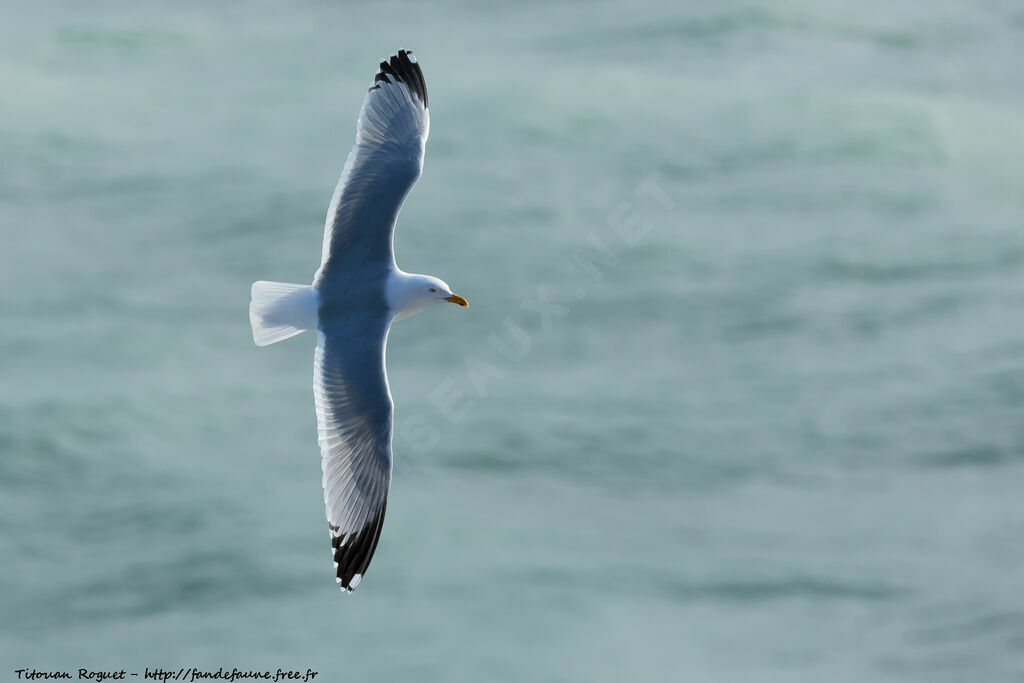 European Herring Gull