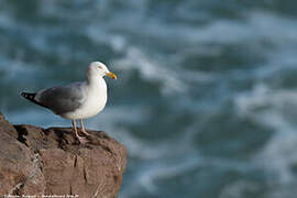 European Herring Gull