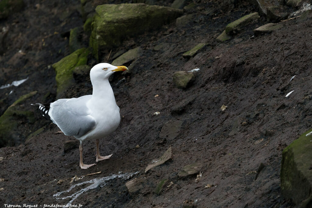 European Herring Gull