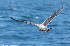 European Herring Gull