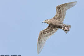 Glaucous Gull