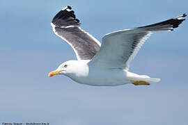 Lesser Black-backed Gull