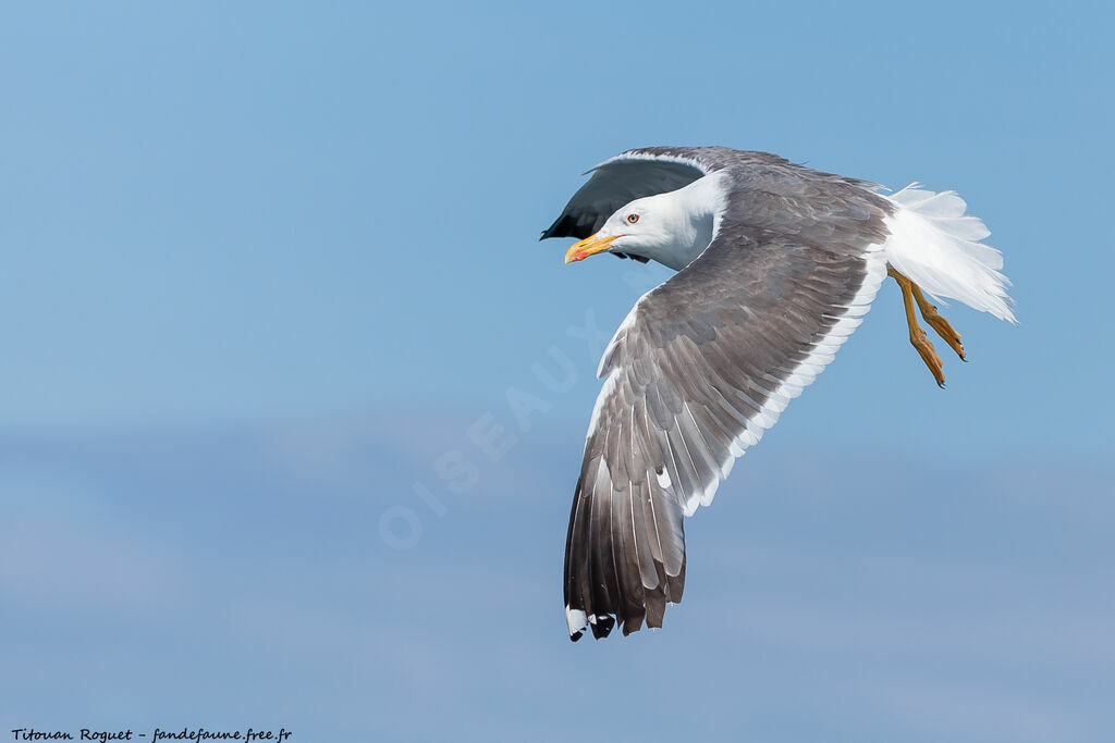 Lesser Black-backed Gull