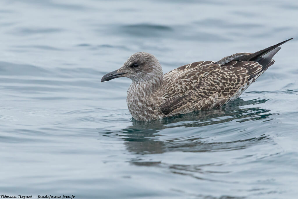 Lesser Black-backed Gull