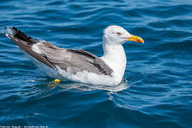 Lesser Black-backed Gull