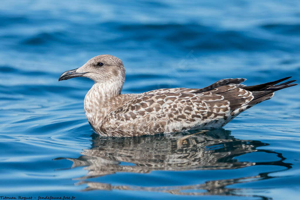 Lesser Black-backed Gull