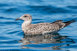 Lesser Black-backed Gull