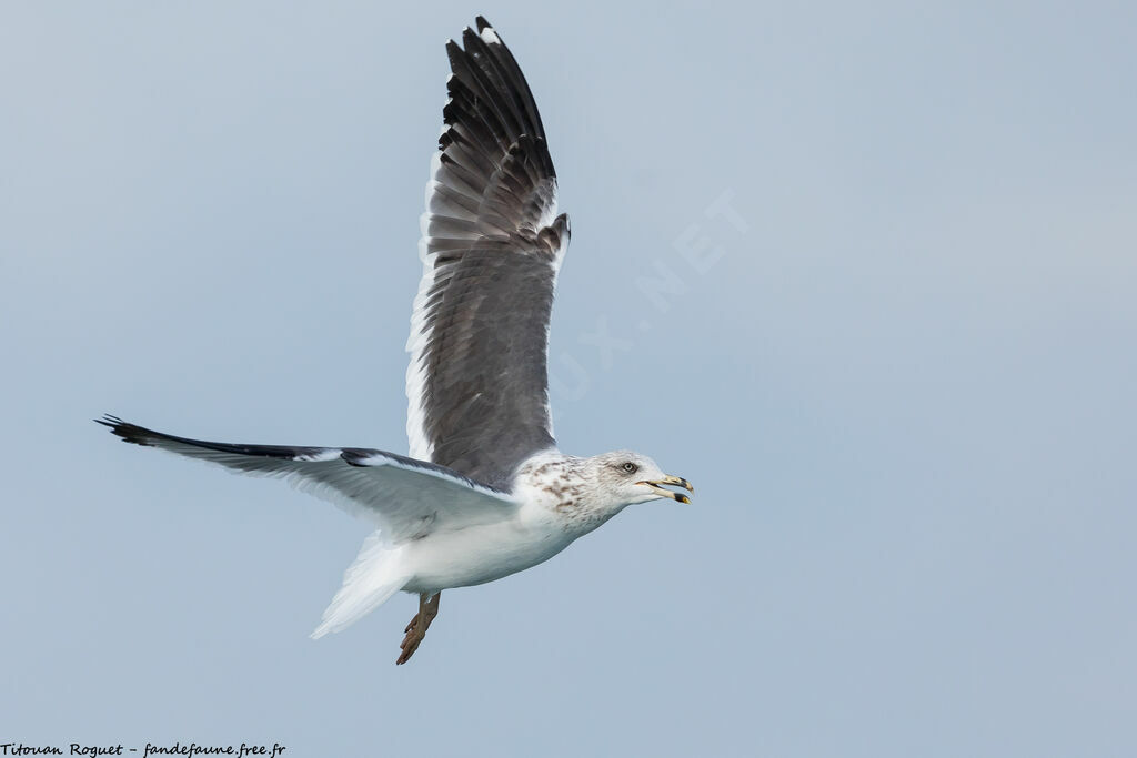 Lesser Black-backed Gull