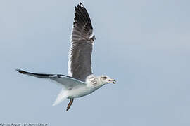 Lesser Black-backed Gull