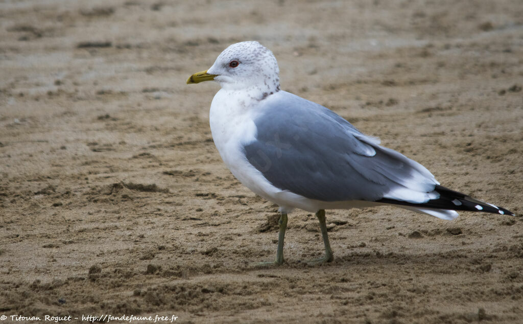 Mew Gull, identification, walking