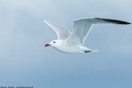 Audouin's Gull