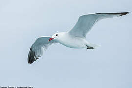 Audouin's Gull