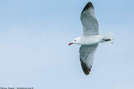 Audouin's Gull