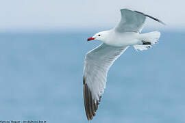 Audouin's Gull