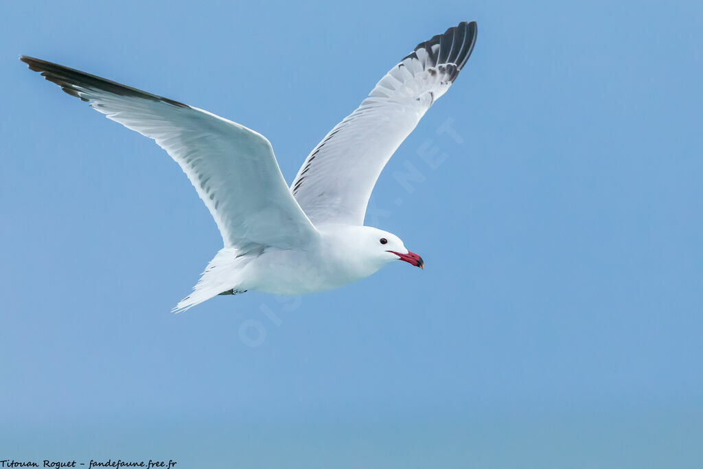 Audouin's Gull