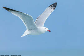 Audouin's Gull