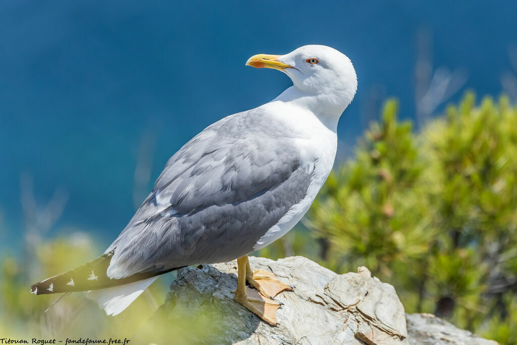 Yellow-legged Gull