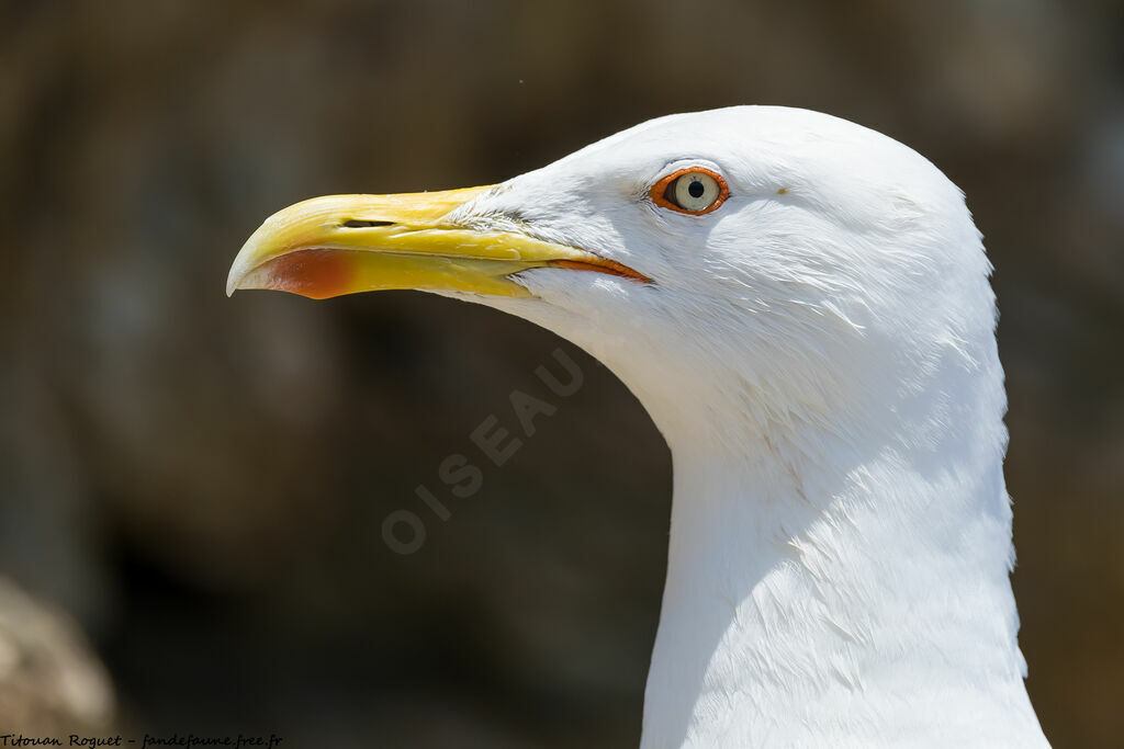 Yellow-legged Gull