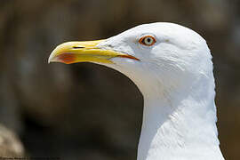 Yellow-legged Gull