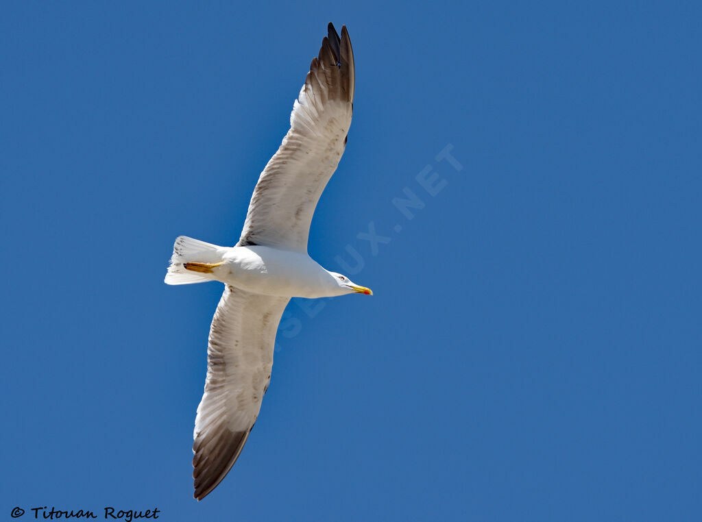 Yellow-legged Gull, Flight