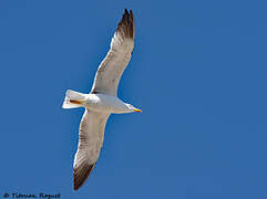 Yellow-legged Gull