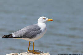 Yellow-legged Gull