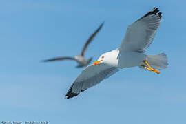 Yellow-legged Gull