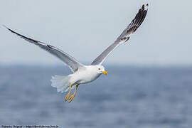 Yellow-legged Gull