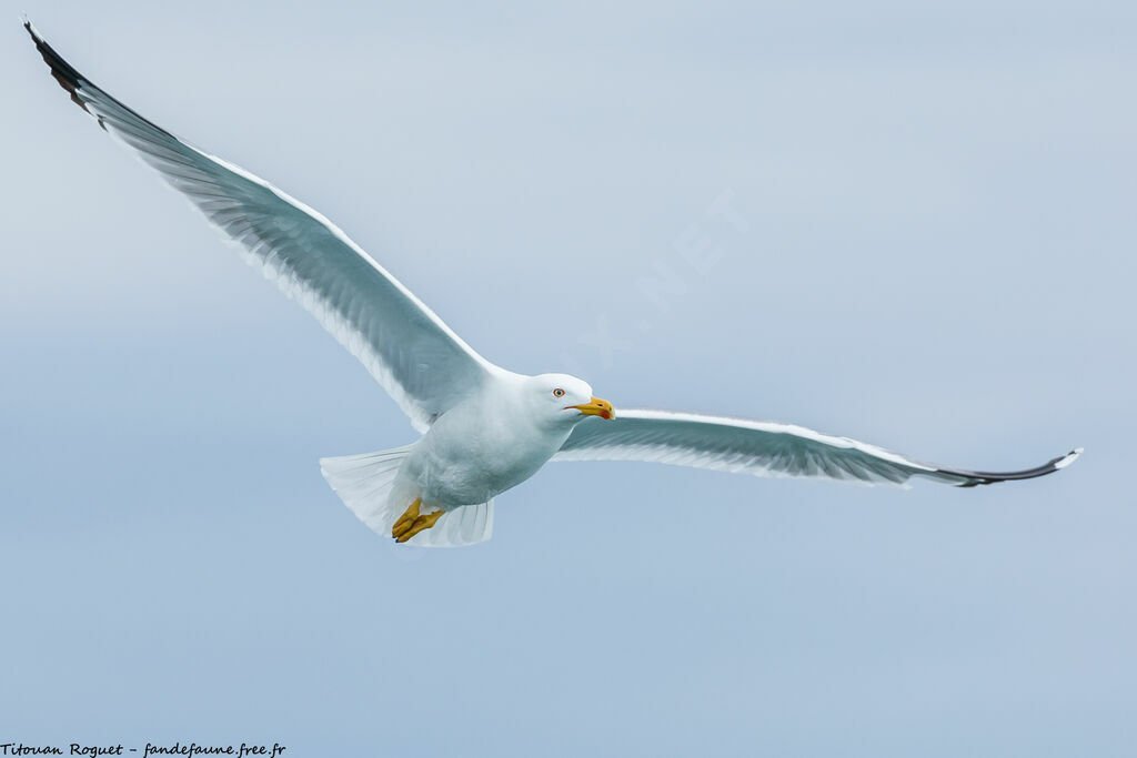 Yellow-legged Gull