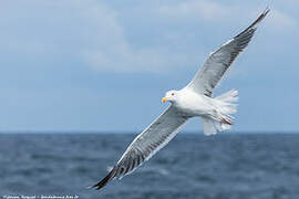 Great Black-backed Gull