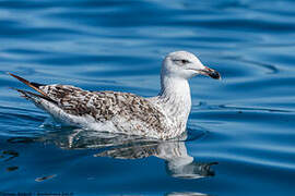 Great Black-backed Gull